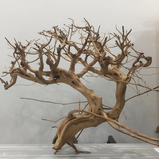 LŨA SA TÙNG DÁNG BONSAI