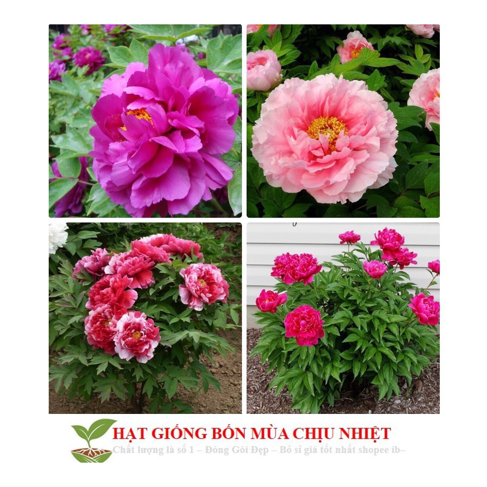 Hạt Giống Hoa Mẫu Đơn Kép Mix  ĐẾN MÙA TRỒNG TẾT luckyseed hạt siêu rẻ