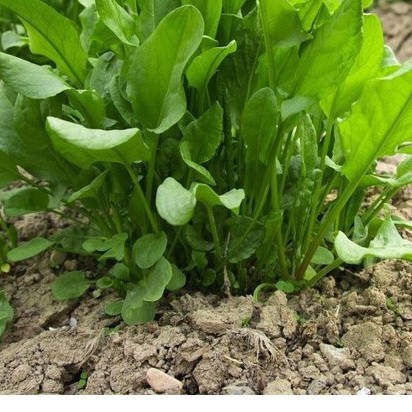 1Gr Hạt Giống Rau Chua Sorrel