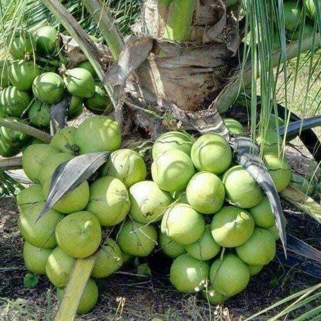 Com bo 5dừa mã lai đỏ