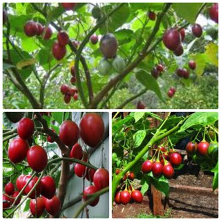 4 Hạt giống Cà chua Thân gỗ 