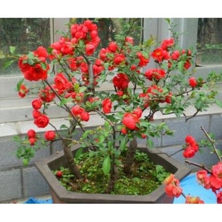 hạt giống hoa hồng leo pháp