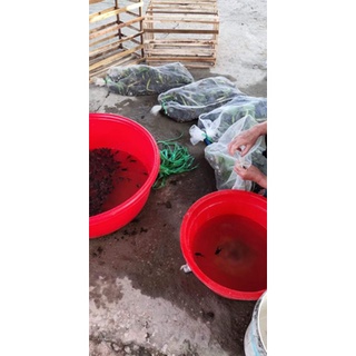 túi lưới đựng tôm cua cá , rắn , lươn - lưới sịn