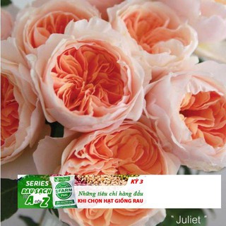 Gói 20 Hạt Hoa hồng ngoại Juliet tuyệt đẹp_tặng kích rễ ĐẾN MÙA TRỒNG TẾT