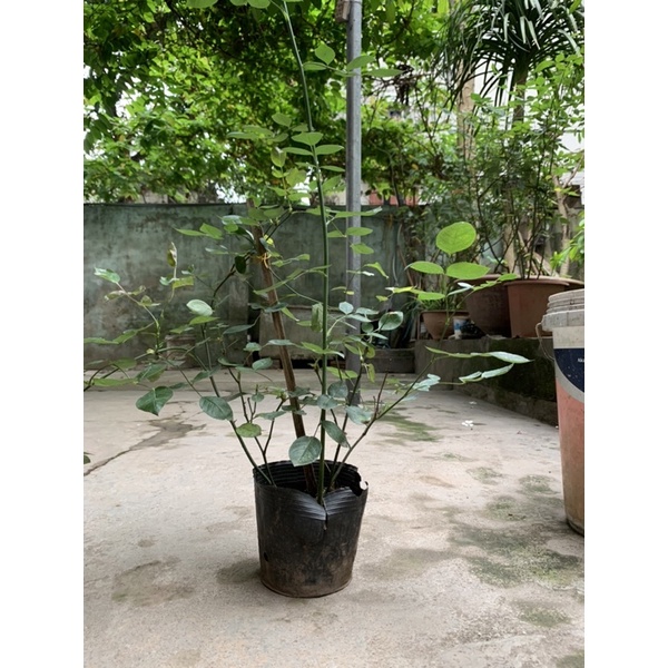 Gốc hoa Hồng nhung - tỷ muội - hoa hồng quế