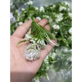 1 Kg Cỏ Điểm
