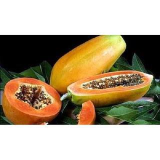 Cây đu đủ Đài loan ruột đỏ ăn ngon ngọt