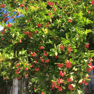 CÂY SIRO LỚN, 2 NĂM TUỔI CAO 60-90CM, GIEO HẠT (CÂY SI RÔ GIỐNG) Y HÌNH