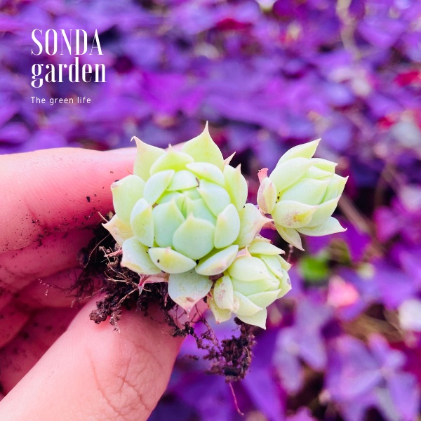 Sen đá dù kim SONDA GARDEN size mini 2.5-4cm, xuất xứ Đà Lạt, khoẻ đẹp, lỗi 1 đổi 1