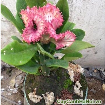 Cây Xương Rồng Vạn Lý Trường Thành - cây cảnh để bàn