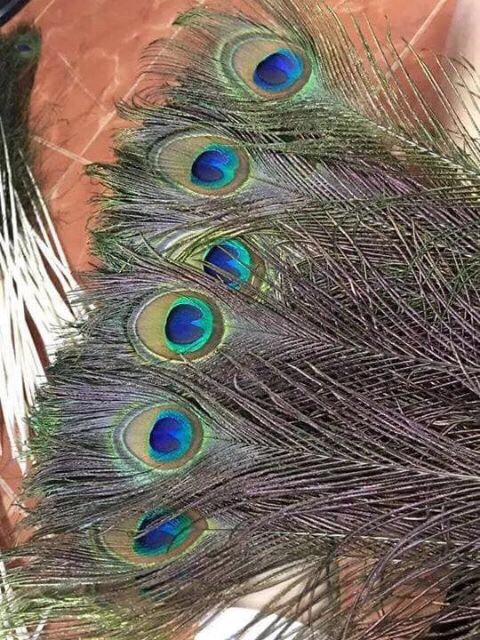 Lông công 80cm phong thủy LOẠI 1 mất lớn | BigBuy360 - bigbuy360.vn