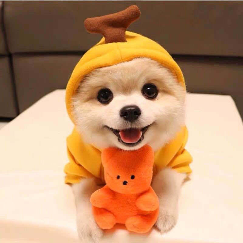 New Halloween Dress Up Creative Pet Clothing Fruit Shape Dog Cat Sweater Autumn and Winter Soft and Comfortable Warm Fashion