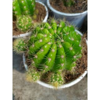 Xương Rồng Bí Xanh