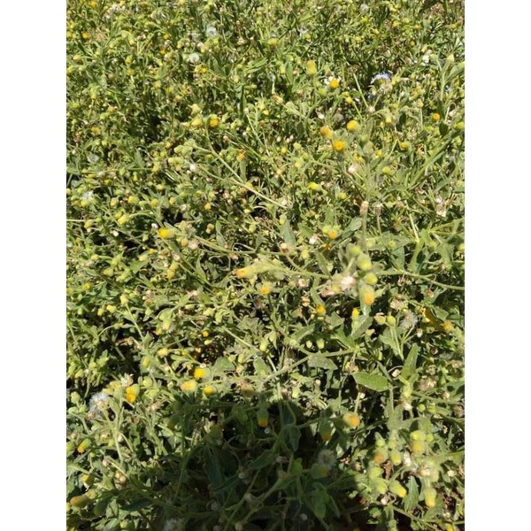 1 kg Cây Cải Trời khô hàng chuẩn nhà tự băm phơi