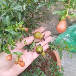 Lựu thái đang hoa.