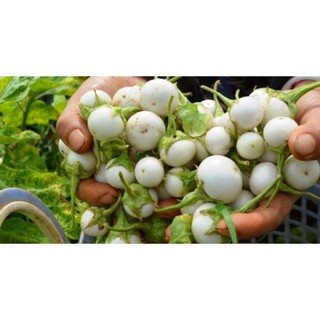 Hạt Giống Cà Pháo Trắng F1