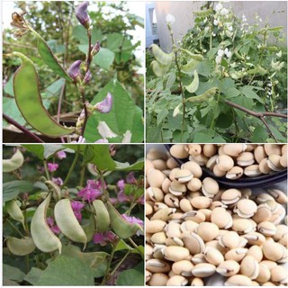 Hạt Giống Đậu Ván Xanh - 1 gói 5gram (10 đến 15 hạt) - chhgt