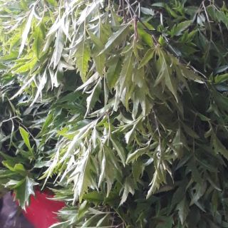 Nhánh và lá đinh lăng tươi 1kg