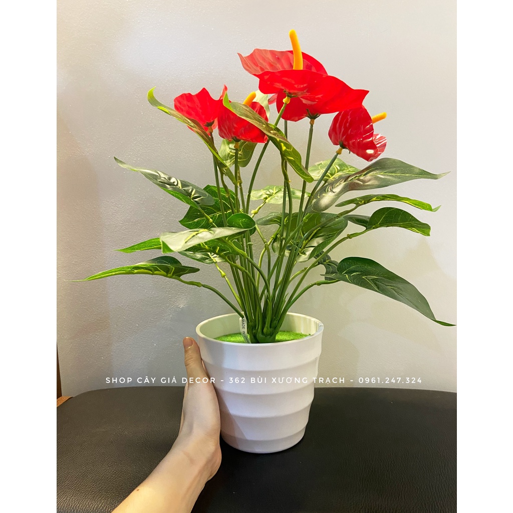 cây hồng môn (2 cụm)  cao 35cm - Chậu cây để bàn trang trí nhà cửa, văn phòng