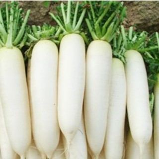 Hạt giống củ cải trắng - cải củ 20gr và 100g