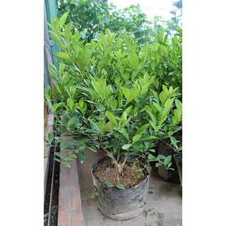 giống chanh không hạt (chanh chùm, chuẩn giống F1)
