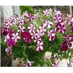HẠT GIỐNG HOA DẠ YẾN THẢO SỌC GÓI 100  HẠT