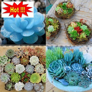 Gói 20 hạt giống sen đá mix màu