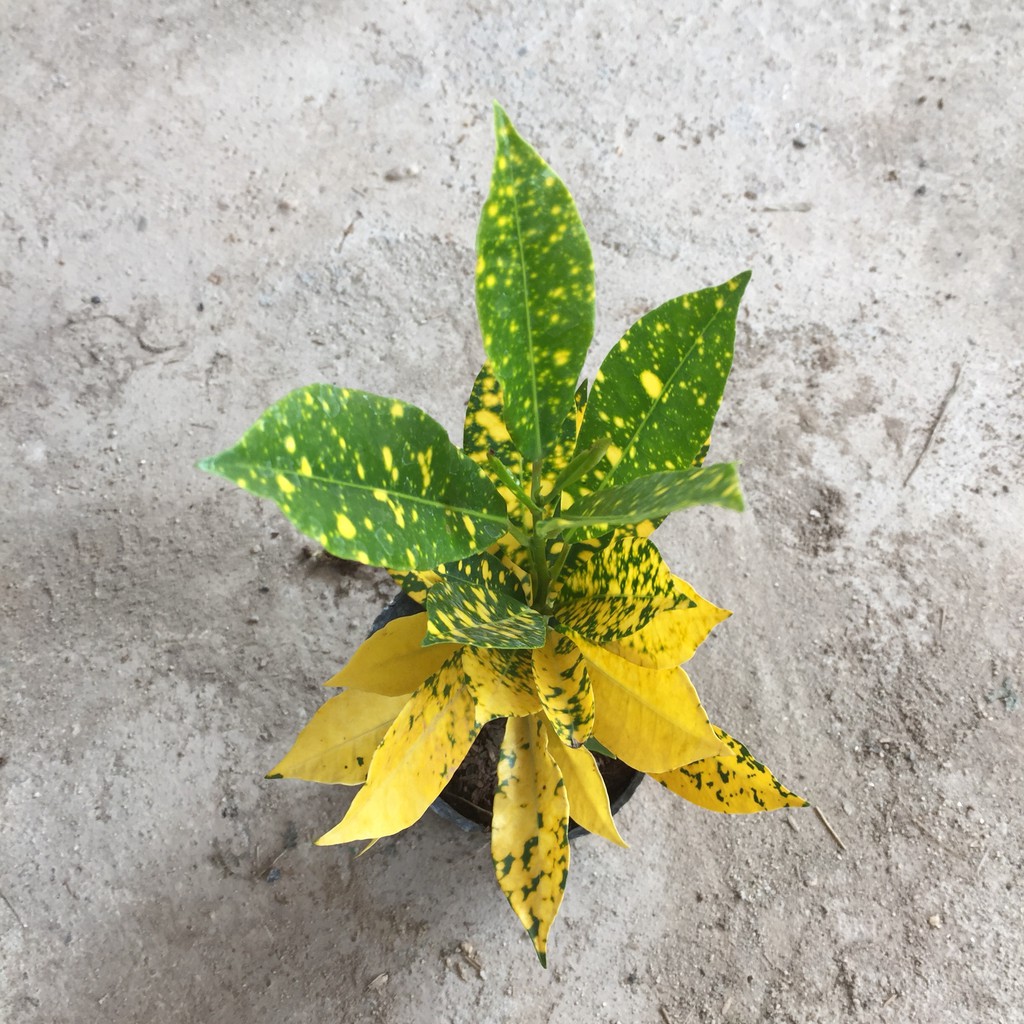 Cây Cô Tòng - Vàng Anh Cao 20-25cm Vườn Tự Sản Xuất Lá Xanh Đốm Vàng Thích Hợp Làm Cây Trang Trí Cảnh Quan