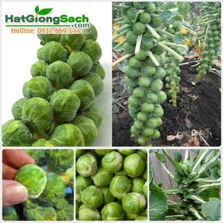 Hạt giống bắp cải mini - bắp cải tí hon F1 (10 hạt)