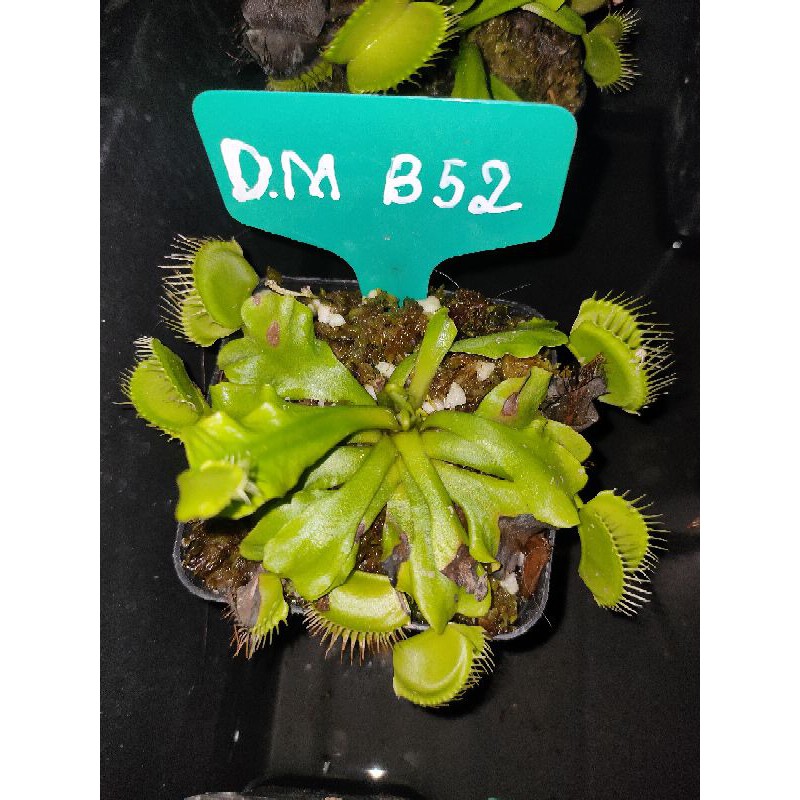 Cây bắt mồi - Cây Bẫy Kẹp - Venus flytrap B52 [Hung Garden]