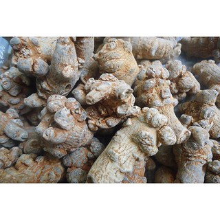 Tam thất bắc củ 1kg