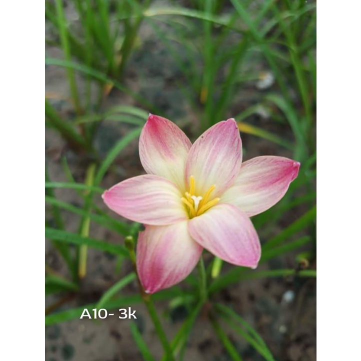 Củ hoa huệ mưa Thái lan mã A10 size củ mẹ, củ to_Củ hoa tóc tiên nhập ngoại
