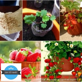 GÓI 50 Hạt Giống Dâu Tây Mỹ Rugen Siêu Ngon TẶNG KÍCH MẦM
