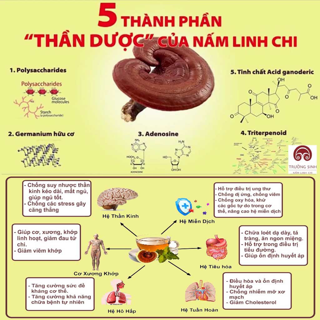 Hộp quà bào tử nấm linh chi Trường Sinh Phúc Lộc phòng ngừa và kháng khối u gồm 6 lọ 95gr