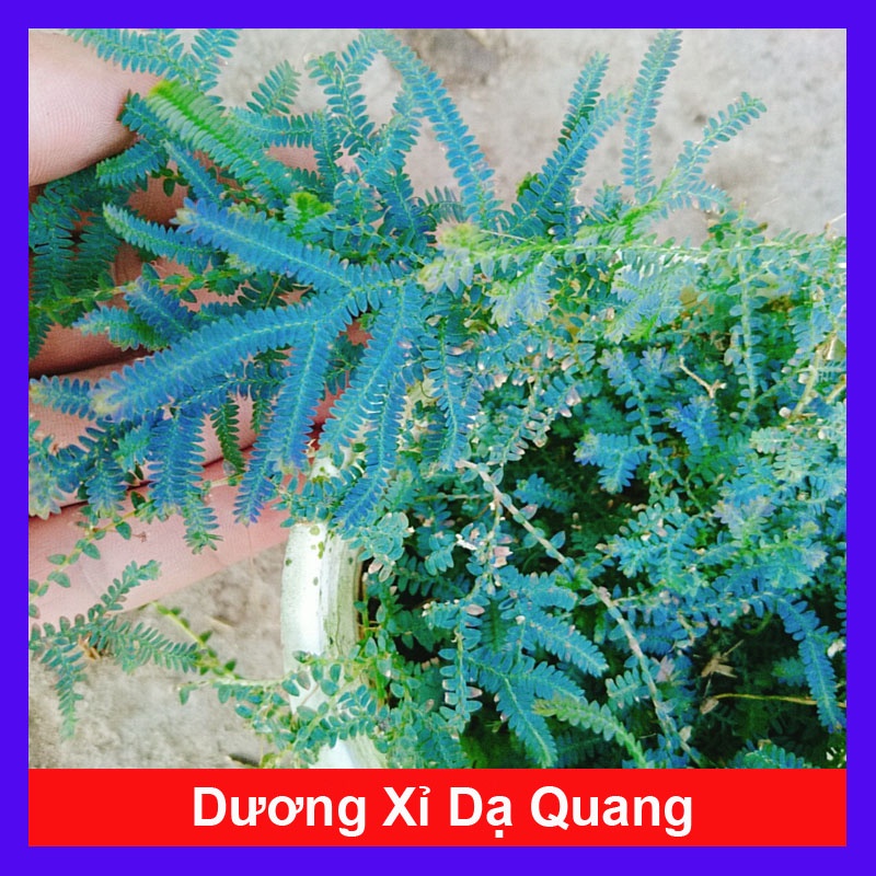 Cây Dương Xỉ Dạ Quang - cây cảnh để bàn