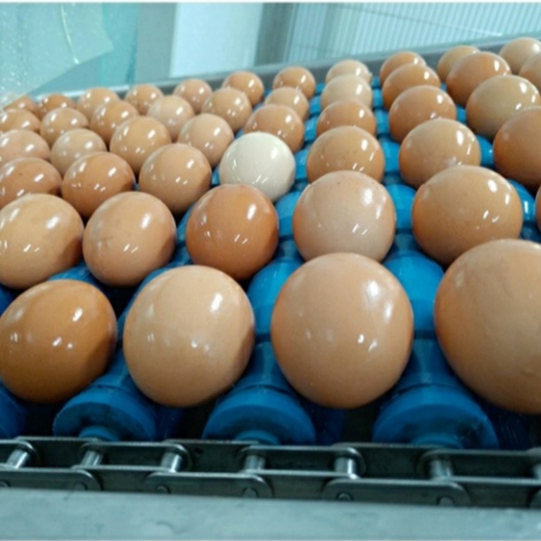 Nguyên Trứng Thanh Trùng OVOVITA Chai 1kg Dùng Nấu Ăn và Làm Bánh