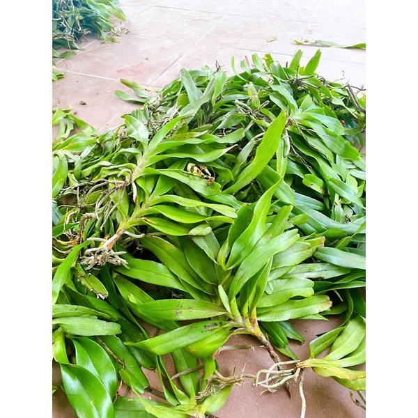 GIÁNG HƯƠNG TAM BẢO SẮC LÁ XẾP HÀNG THUẦN BÓC