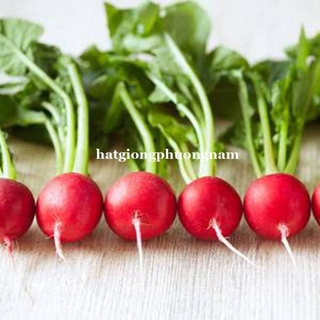 2gr - hạt giống củ cải đỏ