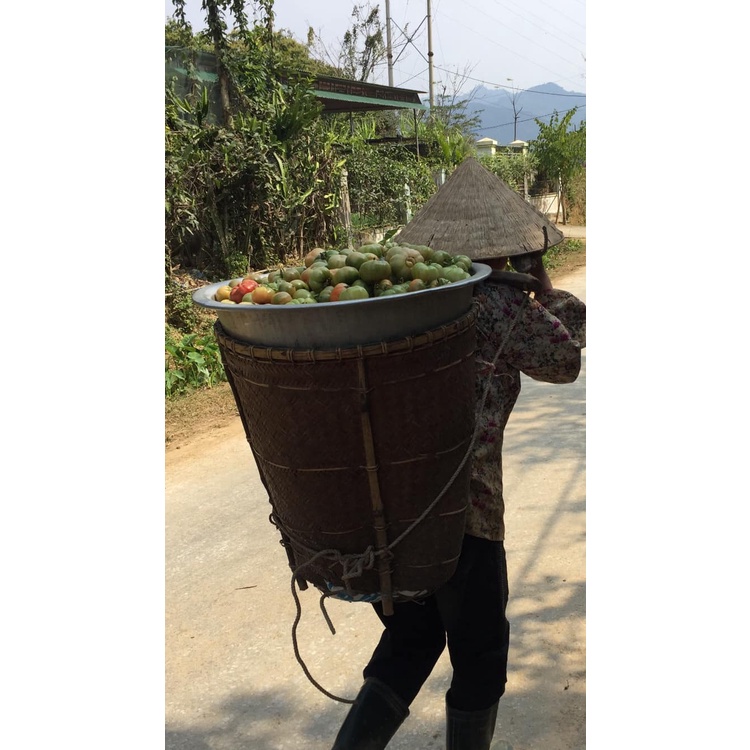 Hạt cà chua múi Nghệ An nảy mầm 100%