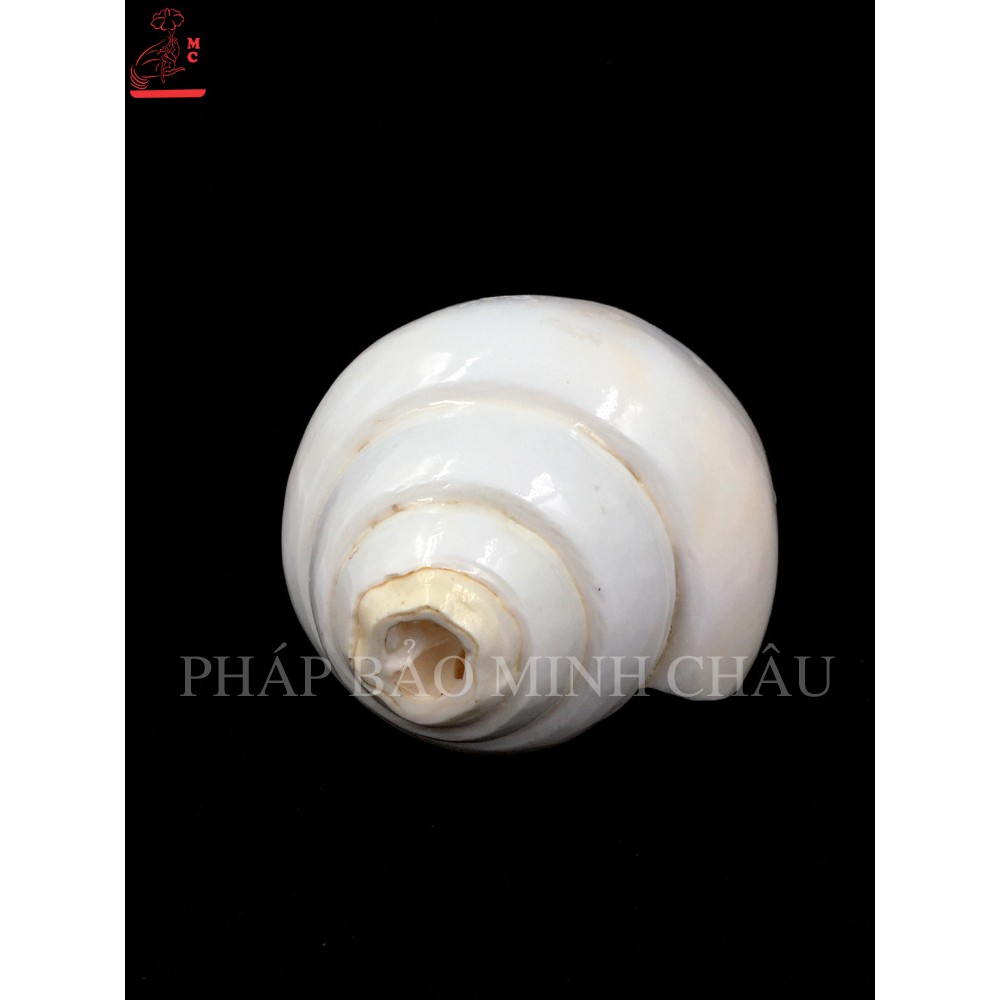 ỐC BIỂN TRẮNG (TO)