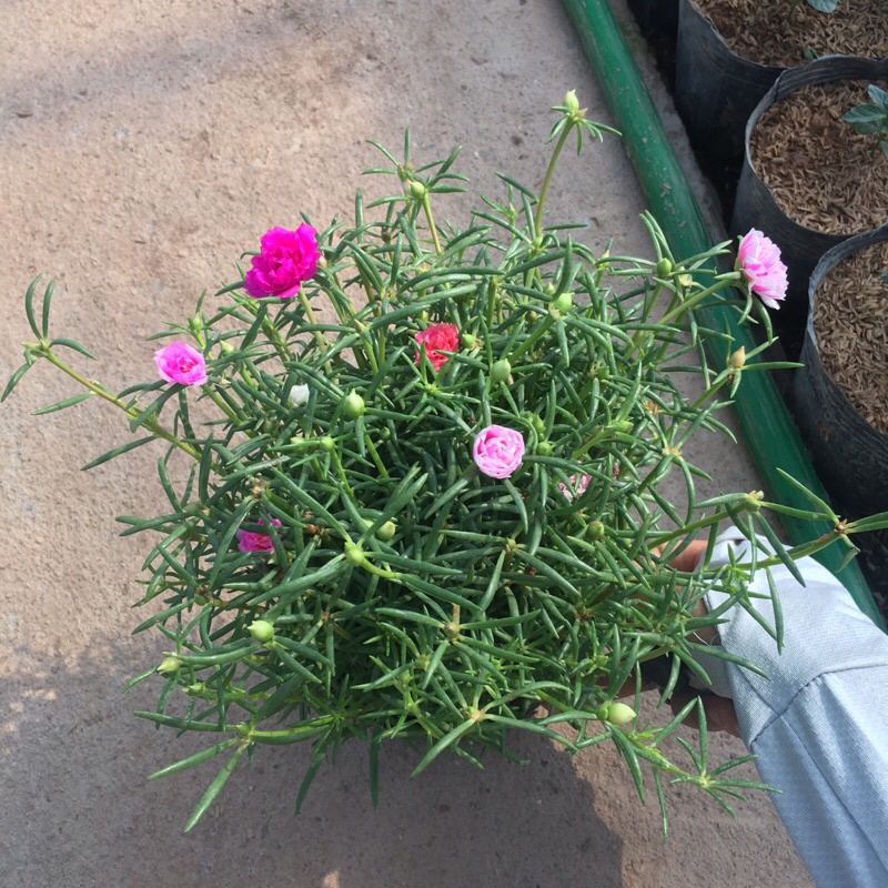 Cây hoa mười giờ thái mix màu trong bịch đen