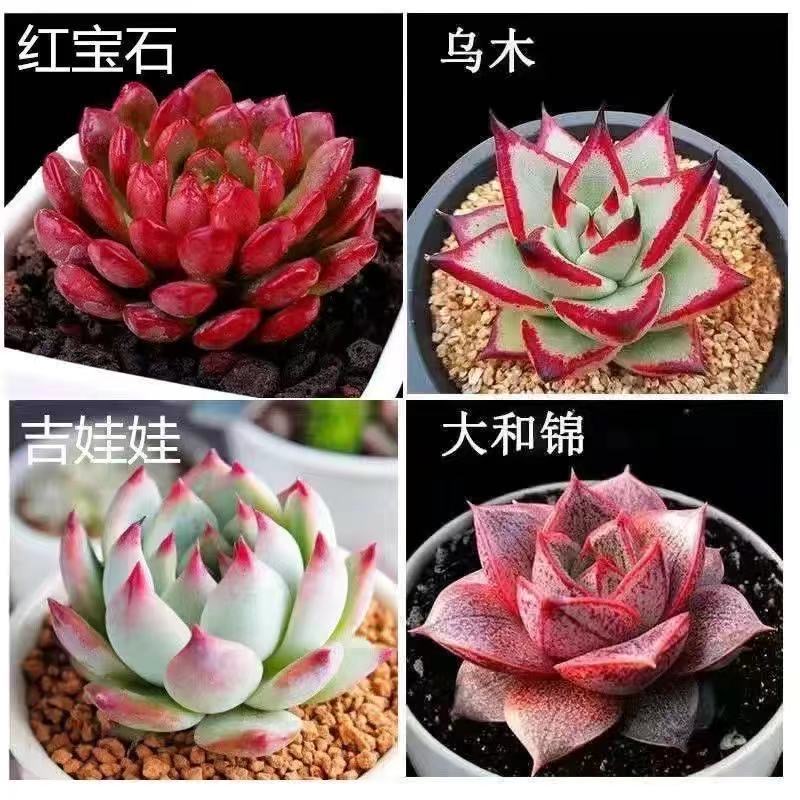 Combo hơn 20 loại cây sen đá  cây mọng nước quý hiếm  tỷ lệ nảy mầm cao tới 99% 100h