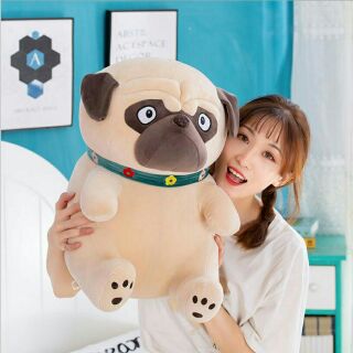 Chó  pug  đáng  yêu