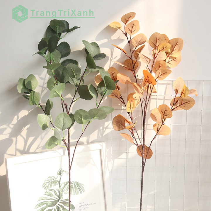 Cành Bạch Đàn Giống Thật 99%