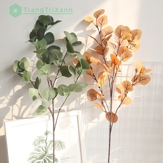Cành Bạch Đàn Giống Thật 99%