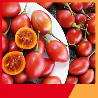 Hạt Giống Cà Chua Thân Gỗ