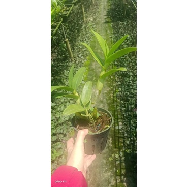 Denro lai hồ điệp cây đứng ngọn sắp hoa