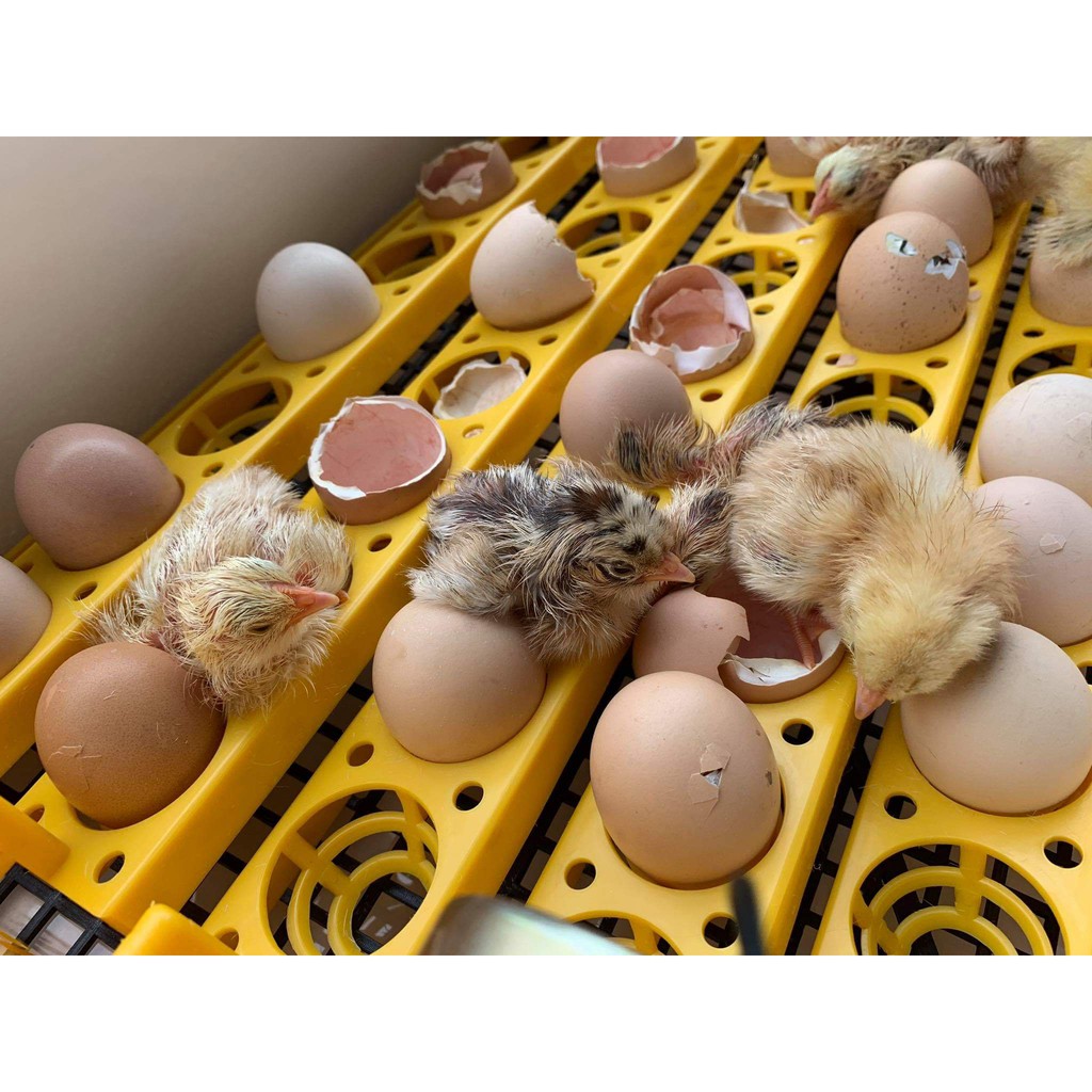 - Máy ấp trứng Ánh Dương A100 - Ấp tự động 54 trứng - Tặng kém thuốc úm gà+ bình châm nước