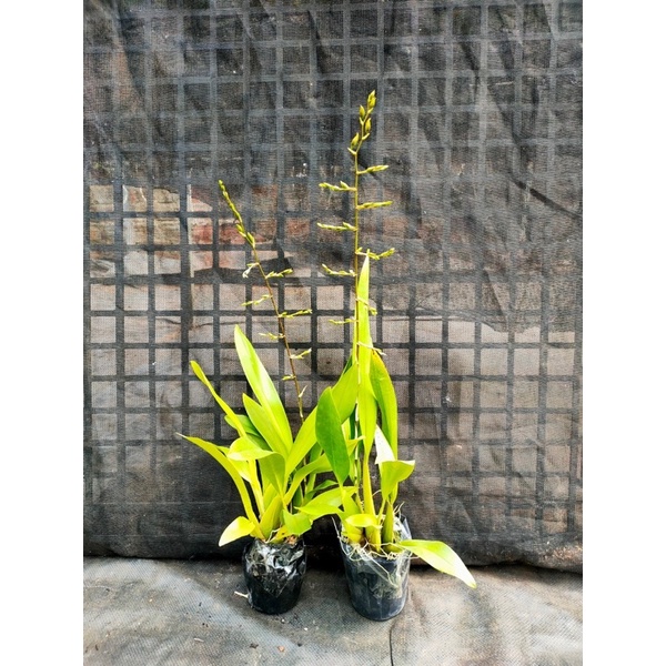 Lan vũ Nữ Anh Đào thơm chậu đang vòi hoa