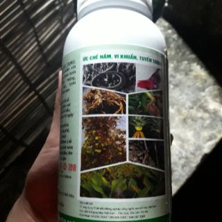 Nấm đối kháng Trichoderma